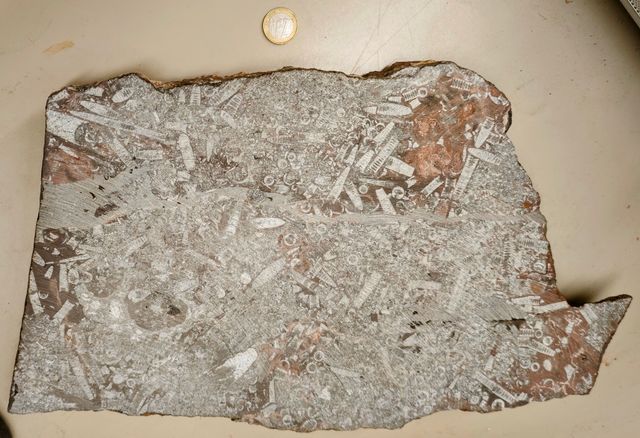 Fósil Crinoideo Gigante (Lirio de Mar)