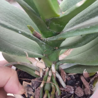 Orchidea in vaso trasparente