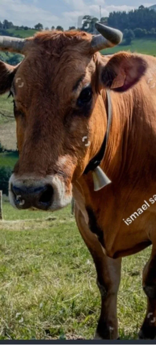 Busco traco granja de vacas