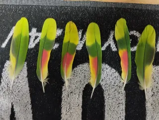 Plumas de loro decorativas