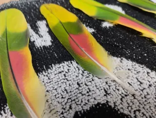 Plumas de loro decorativas