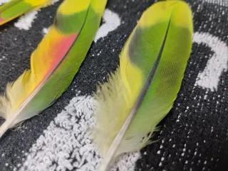 Plumas de loro decorativas