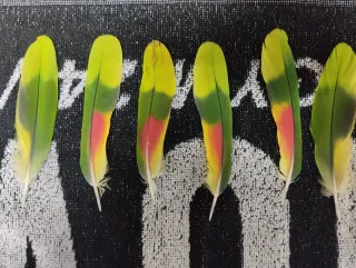 Plumas de loro decorativas