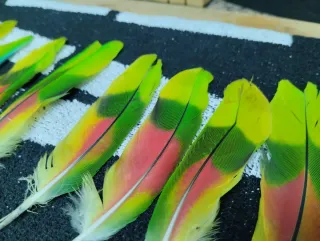 Plumas de loro decorativas