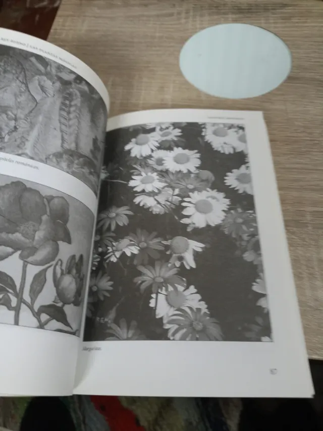 Las plantas mágicas sus propiedades desconocida...