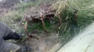 Sulfatadora SAHER + cultivador tractor