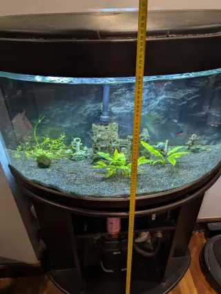 Acuario curvo con filtro e iluminación LED.