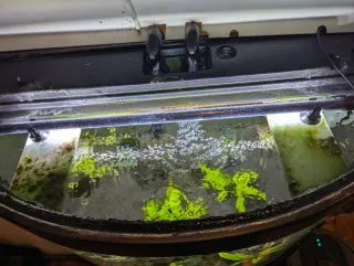 Acuario curvo con filtro e iluminación LED.