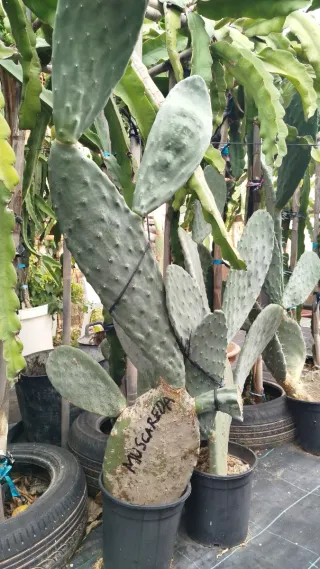 Plantas de chumbera
