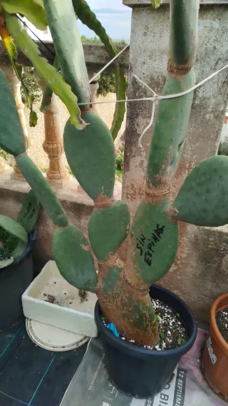 Plantas de chumbera