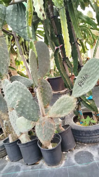 Plantas de chumbera