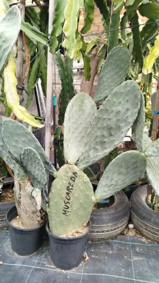 Plantas de chumbera