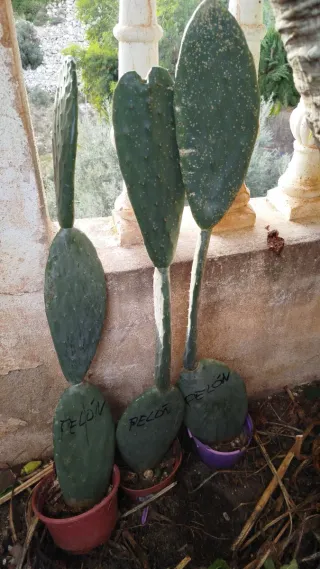 Plantas de chumbera