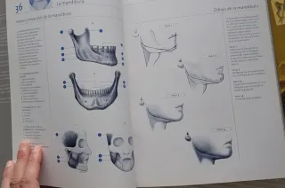 Como Dibujar La Figura Humana - Una Guia Completa