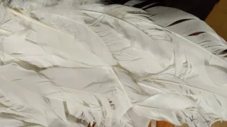 Alas de plumas blancas
