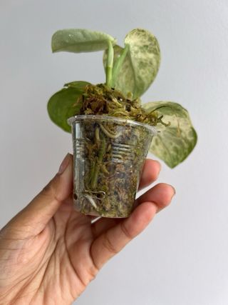 Scindapsus Halimoon 5