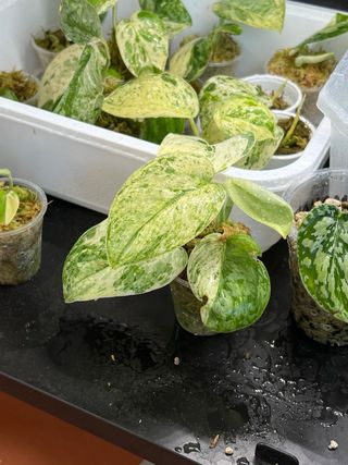 Scindapsus Halimoon 5