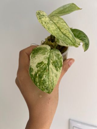 Scindapsus Halimoon 5