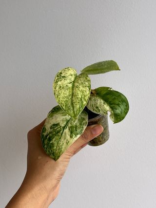 Scindapsus Halimoon 5