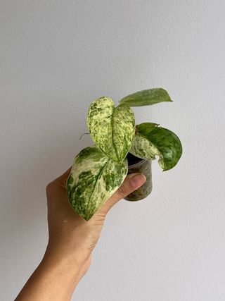 Scindapsus Halimoon 5