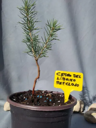 Cedro del Líbano en maceta