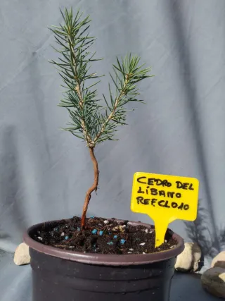 Cedro del Líbano en maceta