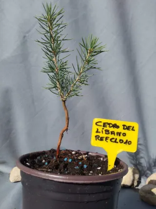 Cedro del Líbano en maceta