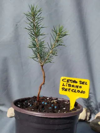 Cedro del Líbano en maceta