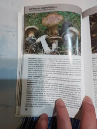 OFERTA NAVIDAD SETAS DE GUADALAJARA