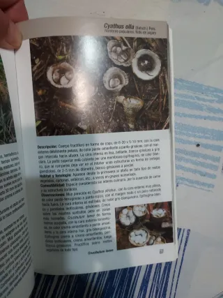 OFERTA NAVIDAD SETAS DE GUADALAJARA