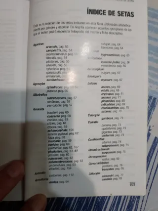 OFERTA NAVIDAD SETAS DE GUADALAJARA