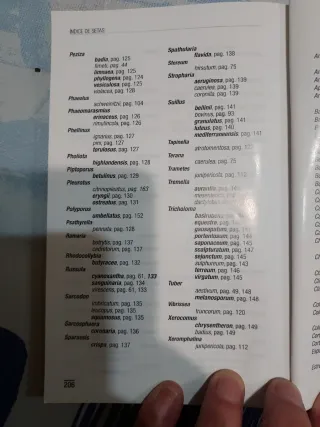 OFERTA NAVIDAD SETAS DE GUADALAJARA