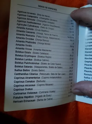 OFERTA NAVIDAD SETAS DE GUADALAJARA