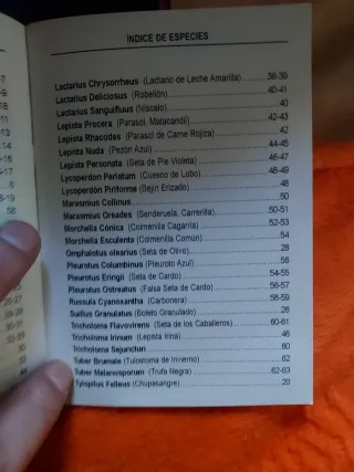 OFERTA NAVIDAD SETAS DE GUADALAJARA