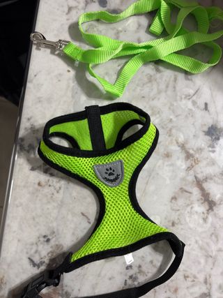Pettorina per cani verde con guinzaglio
