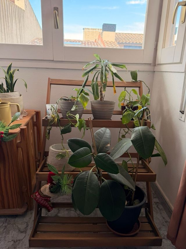 Lote de varias plantas con cubremacetas