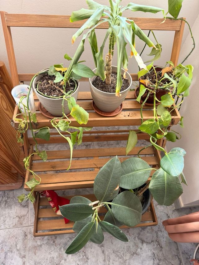 Lote de varias plantas con cubremacetas