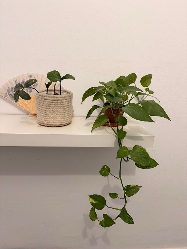 Lote de varias plantas con cubremacetas