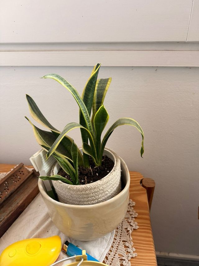 Lote de varias plantas con cubremacetas