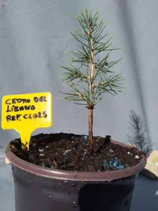 Planta de cedro del Líbano en maceta
