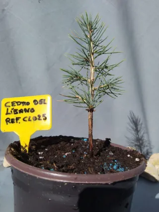 Planta de cedro del Líbano en maceta