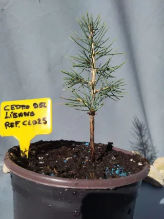 Planta de cedro del Líbano en maceta