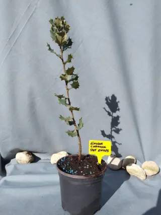 Planta de encina carrasca en maceta