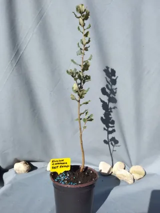 Planta de encina carrasca en maceta