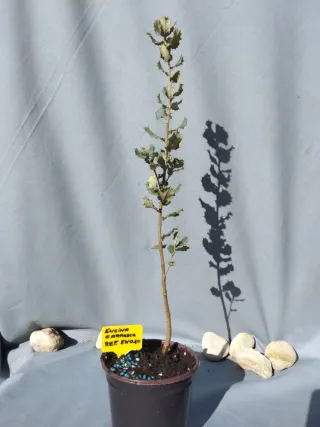 Planta de encina carrasca en maceta