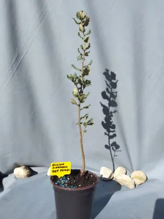 Planta de encina carrasca en maceta