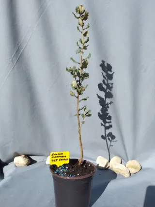 Planta de encina carrasca en maceta