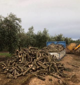 Leña de olivo para chimenea o barbacoa
