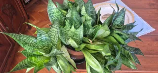 Sansevieria "Hahnii"