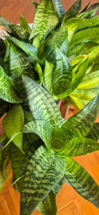 Sansevieria "Hahnii"